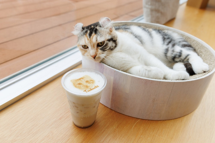 Cat Café MOFF