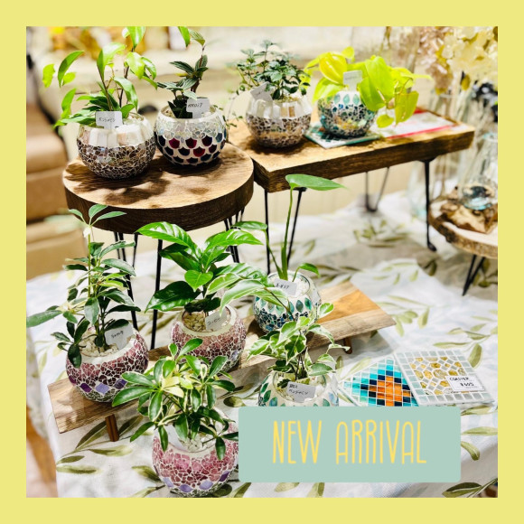 \新作植物进货中/