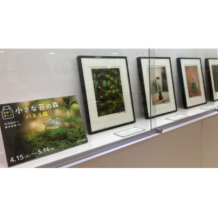 『部屋で楽しむ小さな苔の森』パネル展
