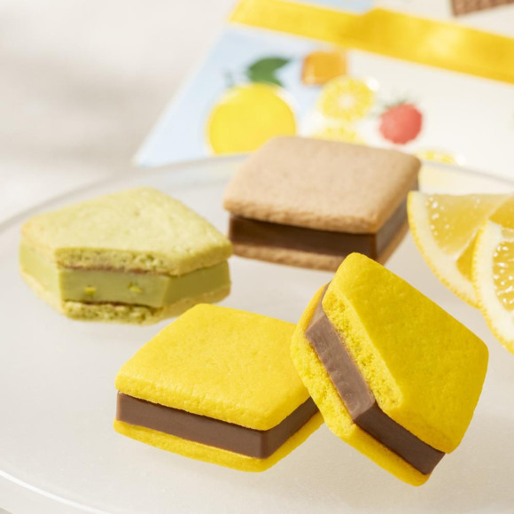 [Spring and Summer Limited] Solechocola