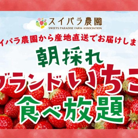 ～スイパラ農園組合農家直送～　『朝採れブランドいちご食べ放題』開催中！