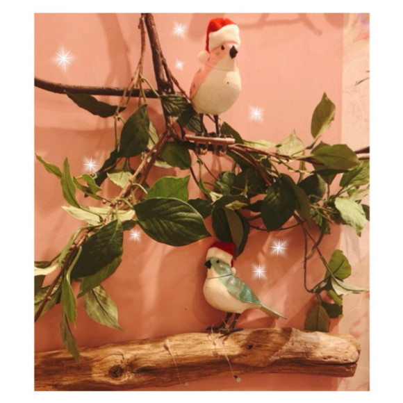 \\クリスマス限定//ミュージックバード♪