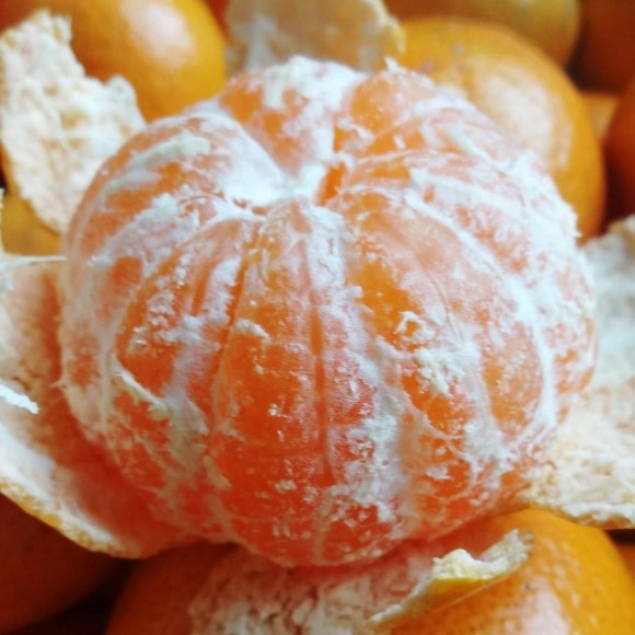 今週末は似島の柑橘販売会｜イベント告知