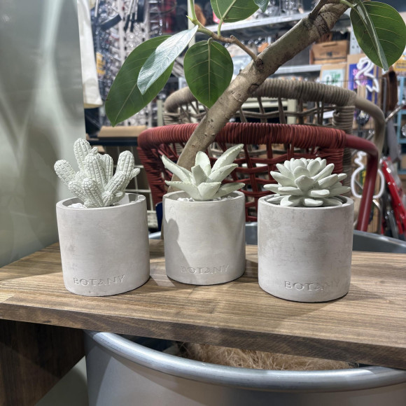 [ดัลตัน] ขอแนะนำเครื่องกระจายกลิ่นว่านหางจระเข้♪