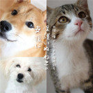 [Until 10/31!!︎] Protecting watches that have been used carefully to support cats and cats