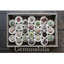 【期間限定@2F】冬のギフトにも最適！多肉植物『Gemmafolia』が再登場！