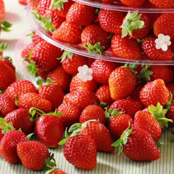 1月23日より《ブランドいちご食べ放題》開催です♡