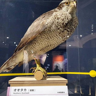 [Outing] Bird @ Nagoya City Science Museum