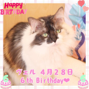 ⭐︎ヴェルちゃんお誕生日おめでとう⭐︎