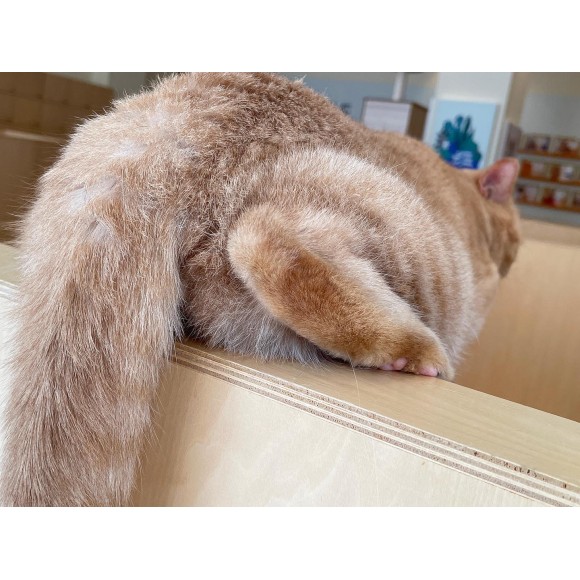 おしりねこ