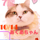 Happy birthday あくあ
