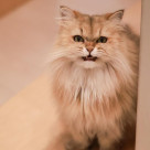 ふかふか癒しのふじこちゃん♪