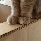 クリームパンのおてて