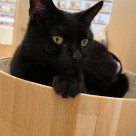 キリッとかっこいい黒ネコのジジくん⭐︎