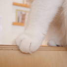 もちもちおててのネコちゃん