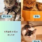4月生まれネコのお誕生日会のお知らせ
