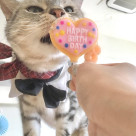 ４月生まれネコのお誕生日会の様子♪