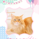 マーク happy birthday ⭐︎