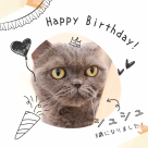 happy birthday シュシュ