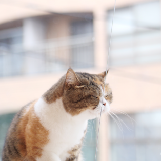 雪に見惚れるネコちゃん