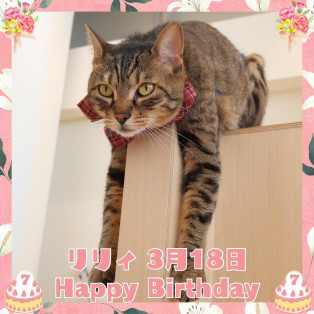 リリィちゃんのお誕生日