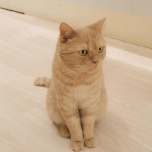 ジョニーくんの夢