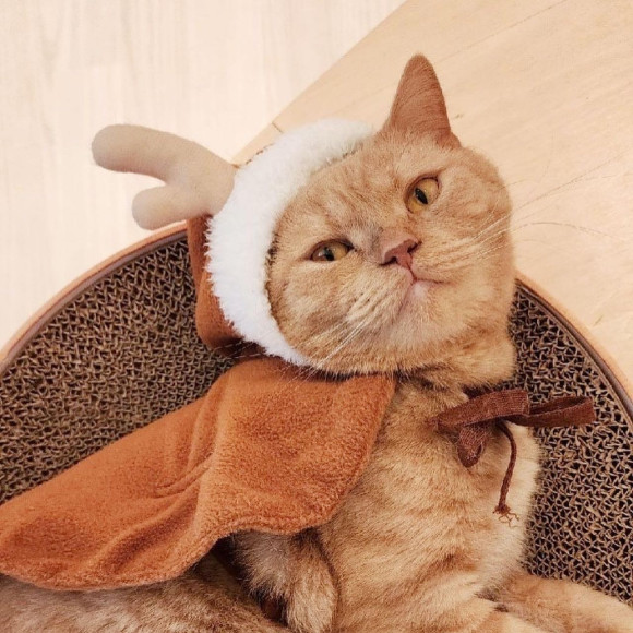 クリスマスイベント開催中！