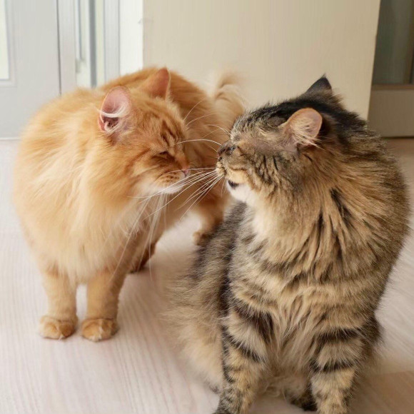 ある日の猫カフェ