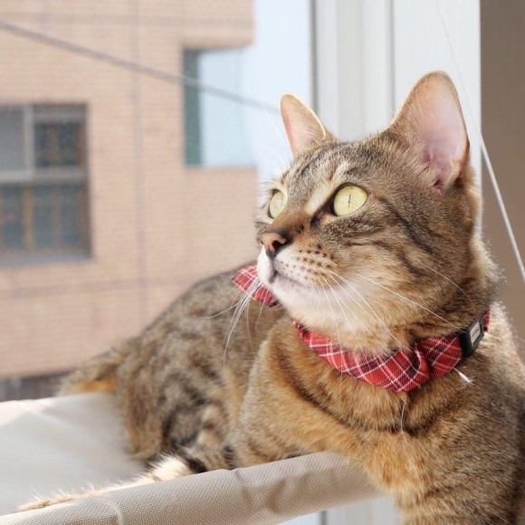 日向ぼっこリリィちゃん