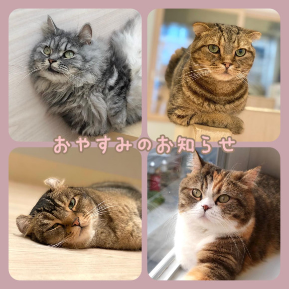 ネコちゃん、おやすみのお知らせ