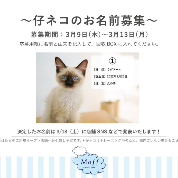 \\ 仔ネコちゃんのお名前、募集します //