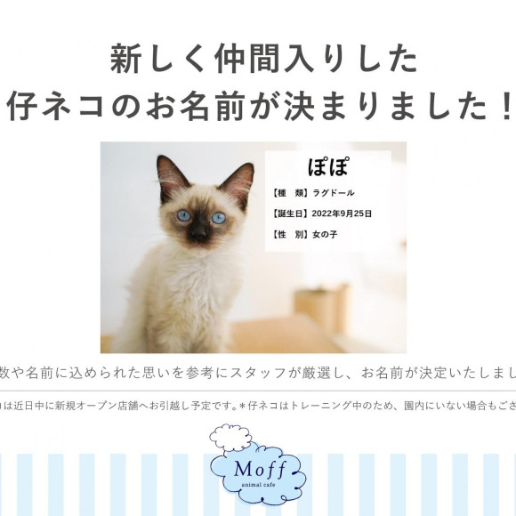 仔猫のお名前決定しました！