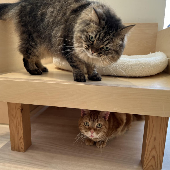 仲良しな猫たち