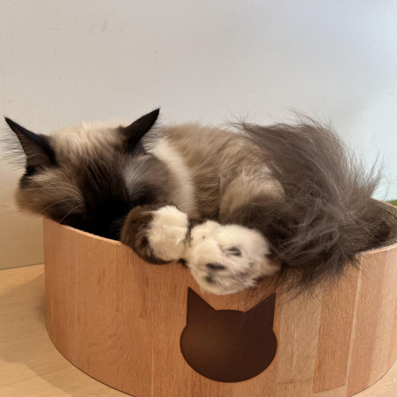 モフモフ
