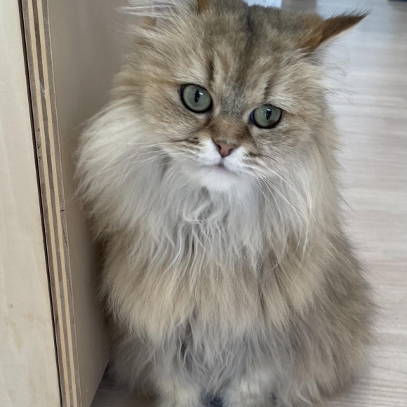 おすわり