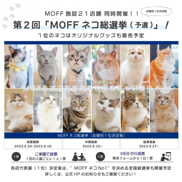 第2回 「MOFF ネコ総選挙」投票スタート！！