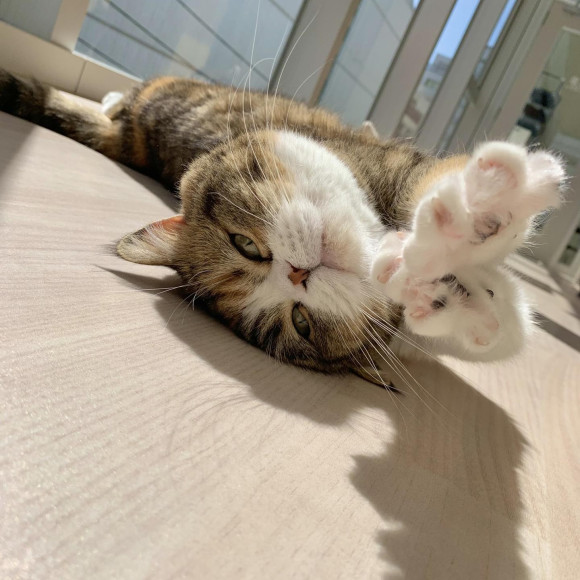 ごろ〜ん