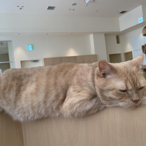バランス