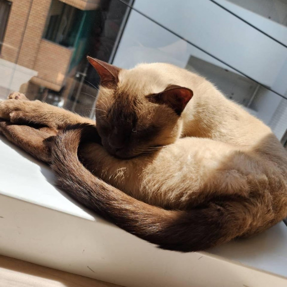 ある日の猫たち