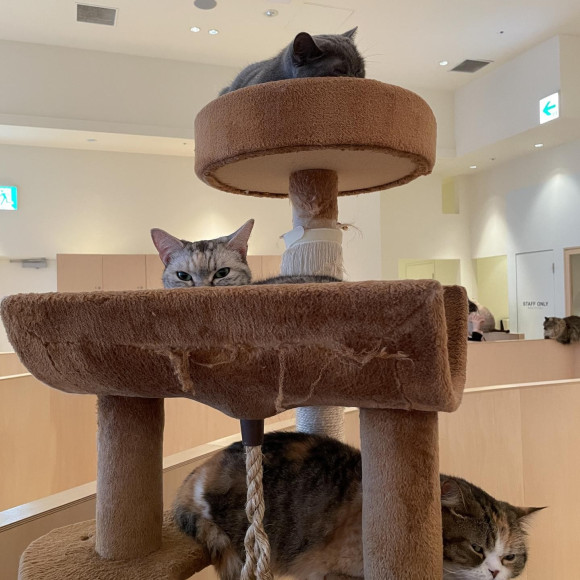 なかよしキャットタワー
