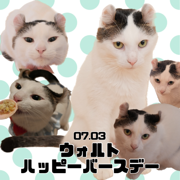 ＼ウォルトhappy birthday！／