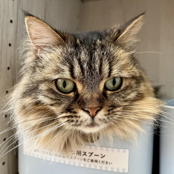 ゴローンみらいちゃん