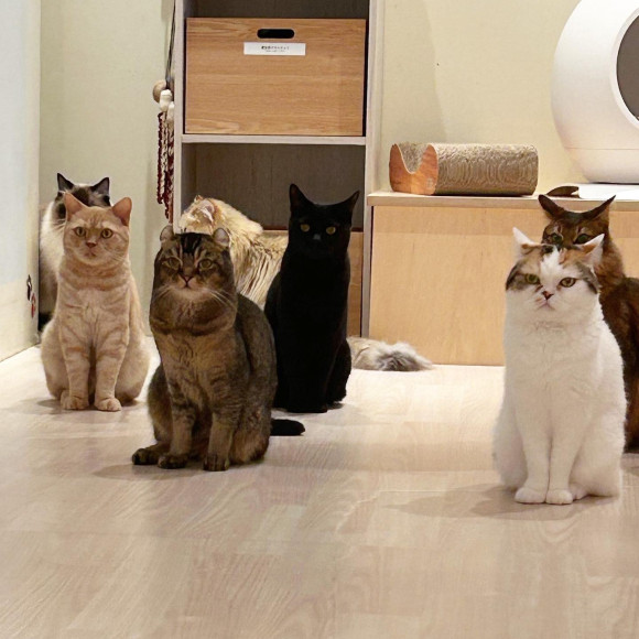 閉店後の猫たち