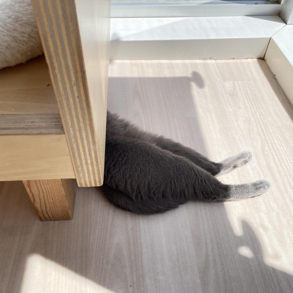 誰の足⁇