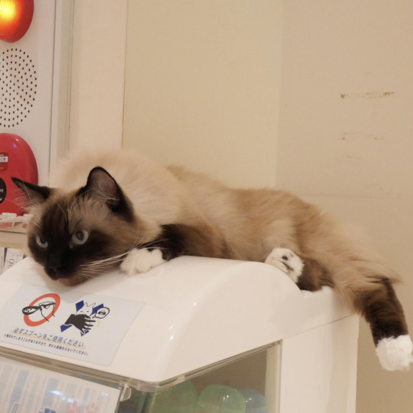 ガシャポンの上がお気に入り