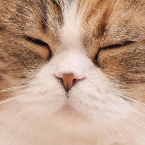 猫ちゃんたちのお花見(お鼻見)