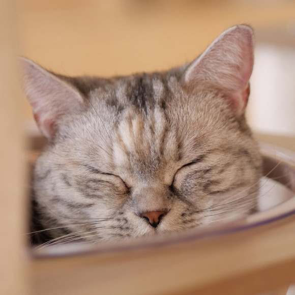 ぽかぽか陽気ですやすや寝顔