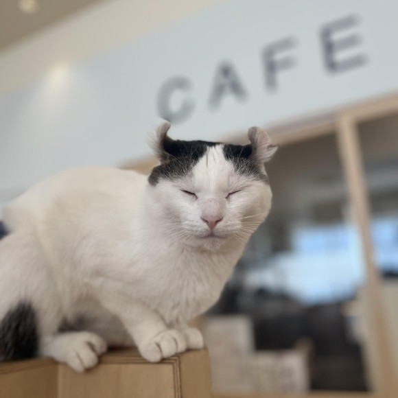 お昼寝ウォルトくん