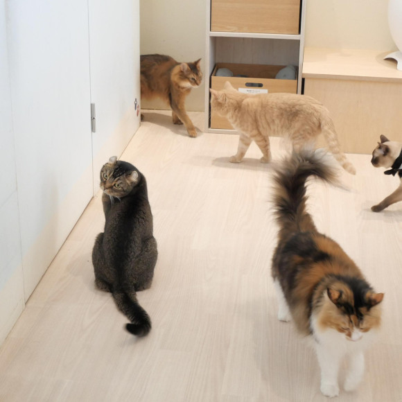 ごはんタイム前の猫ちゃんたち