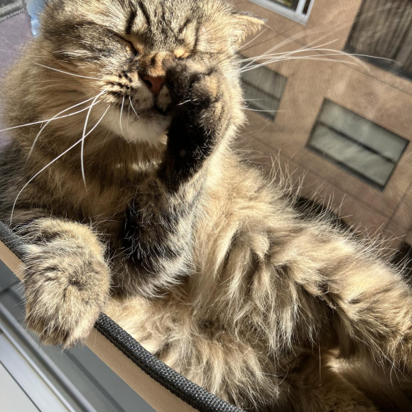 日向ぼっこ中のみらいちゃん